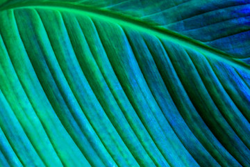 Obraz na płótnie Canvas Close up, Spathiphyllum cannifolium leaf, abstract green texture, nature background, tropical leaf