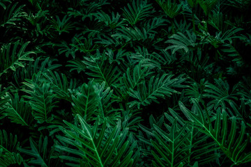 Naklejka na ściany i meble Very detailed and natural, lush, green ferns background