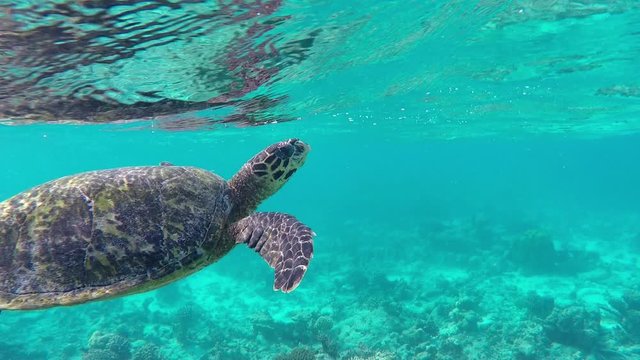 hawksbill turtle breathing on the water surface and diving back down to reef
