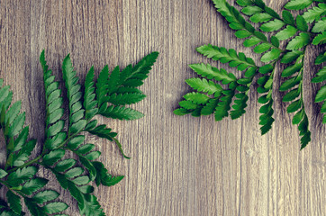 Green fern leaves