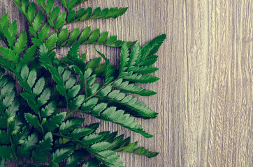 Green fern leaves