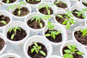 Seedling of tomato in seedling tray ready to transplant in the field, close up. Selective focus