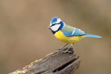 Naklejka premium Blue Tit bird, close-up. Sitting on old wood in forest. Looking for food. Blurred light background, copy space. Genus species Parus caeruleus.