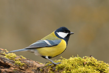 Obraz na płótnie Canvas Great Tit standing on old wood in forest,closeup. Looking for food. Genus species Parus major.