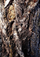 tree bark close-up