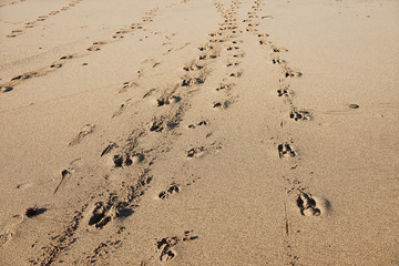 Footprints In The Sand. Early Morning in Desert