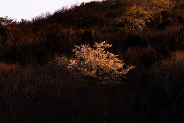斜光に照らされた山桜