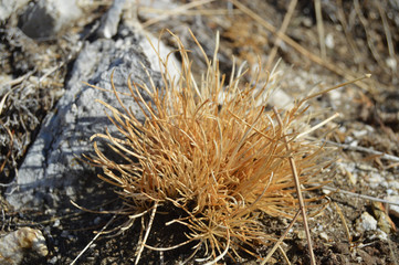 bunch of dry yellowish grass close up