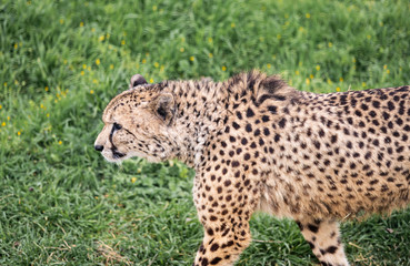 A Cheetah Stalks Through The Green Grass Quietly