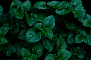 Green leaf texture background. Copy space.