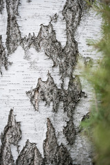Silver birch, Betula pendula, bark