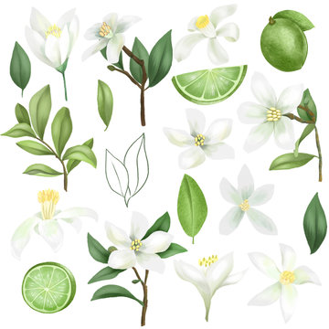 Hand drawn limes (green lemon), lime tree branches, leaves and lime flowers clipart, isolated on a white background