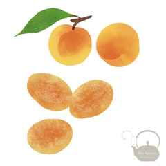 杏とドライアプリコットのイラスト