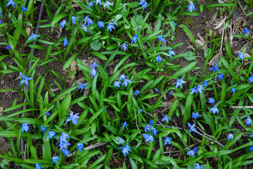 spring flowering. early violets in the forest. background image.