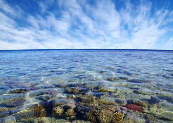 Coral reef of the Red Sea