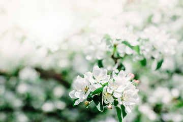 Blooming white apple tree branches in spring