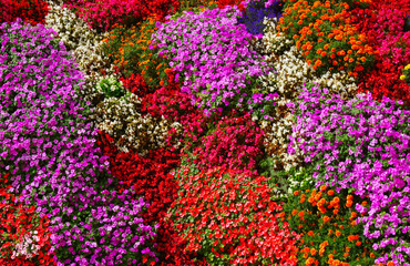 flowers background bright and colorful