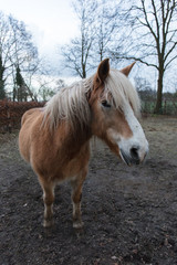 Obraz premium horse farm in Netherlands