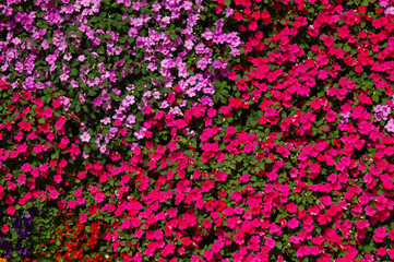flowers background bright and colorful
