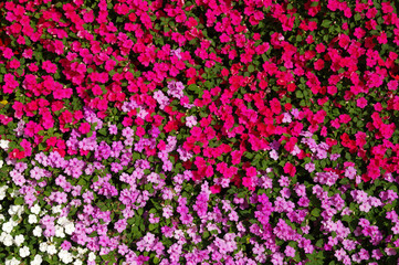 Flowers texture background