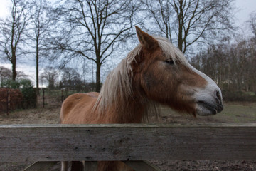 horse farm in Netherlands