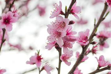 Peach flowers