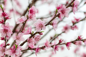Fototapeta premium Peach flowers