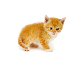 Red kitten isolated on a white