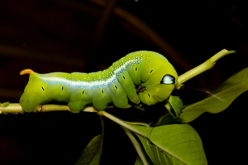Close up green worm or Daphnis neri worm on the stick tree in nature and enviroment