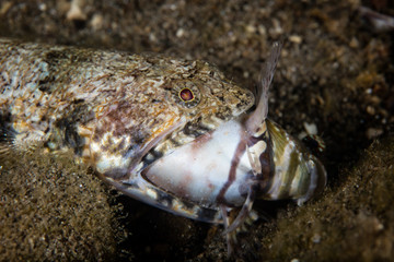 A camouflaged Reef lizardfish, Synodus sp., feeds on a large Jeweled blenny on a reef in Indonesia. Coral reefs are home to many predators and unwary fish and invertebrates quickly become prey.