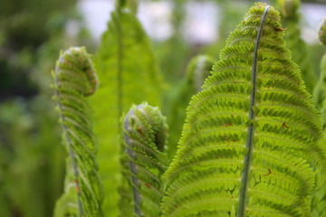 Unusual and beautiful light green leaves of fern grow in spring on the dressing table. The concept of the miracle of nature, awakening and spring