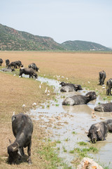 water buffalo