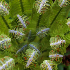 Unusual and beautiful light green leaves of fern grow in spring on the dressing table. The concept of the miracle of nature, awakening and spring