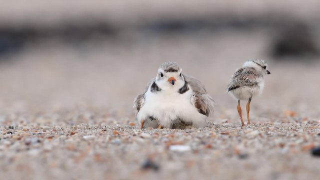 Piping Plover Mother with Chicks Video Clip in 4k
