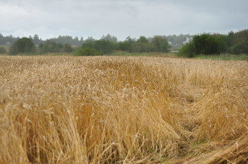 Yellow wheat spikes in the field in rainy autumn day