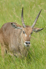 Portrait of a male waterbuck (Kobus ellipsiprymnus) framed by grasses
