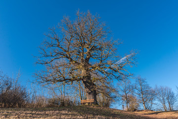 Green nature with nice tree