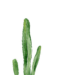 Green cactus. South western plant. Botanical detail for greeting, invitation, card, postcard. Watercolour illustration isolated on white background.