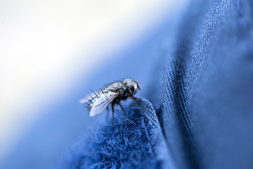 Little fly on the sleeve of the coat macro close up insect