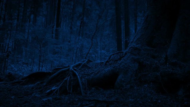 Passing Tree Roots In The Woods At Night