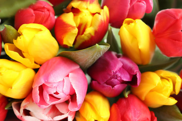 Closeup view of beautiful bright spring tulips