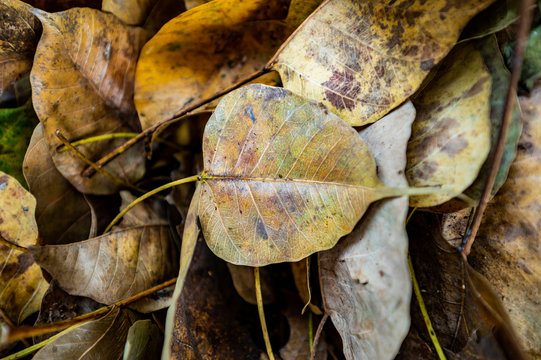 Dry Pipal Leaf On The Ground