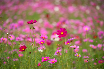 Cosmos Flowers in the field