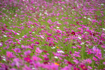 Cosmos Flowers in the field