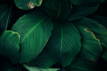 background with leaves