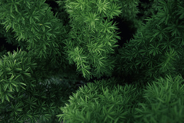 green leaves background