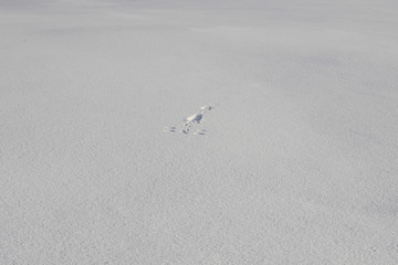 Abstract white background with animal footprints in the snow. Paw print of a wild or domestic animal on white snow in winter.