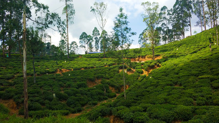 Cascading Tea Plantations on the Green Hills of Sri Lanka © Kate