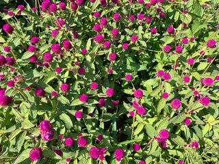 Globe amaranth flowers or Bachelor’s button in green garden on sunny day