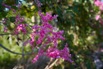  Pink spring flower with natural background